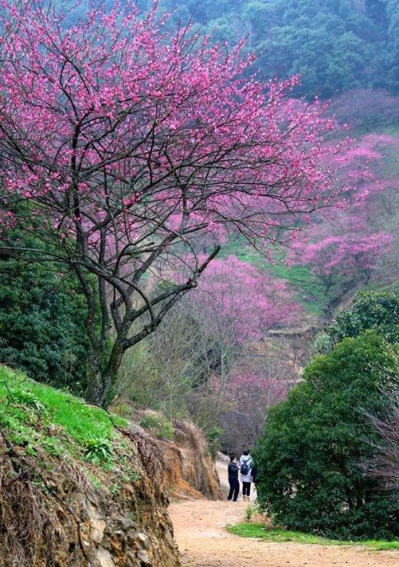 沪江开心词场